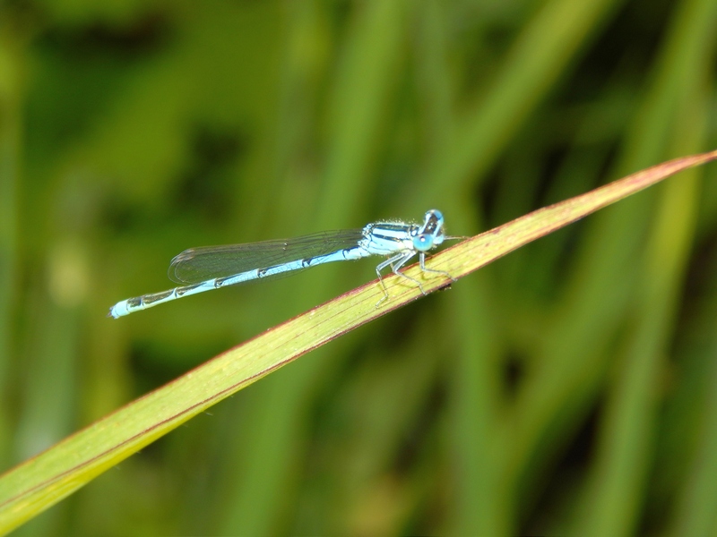 Platycnemis pennipes. ...tutti ?